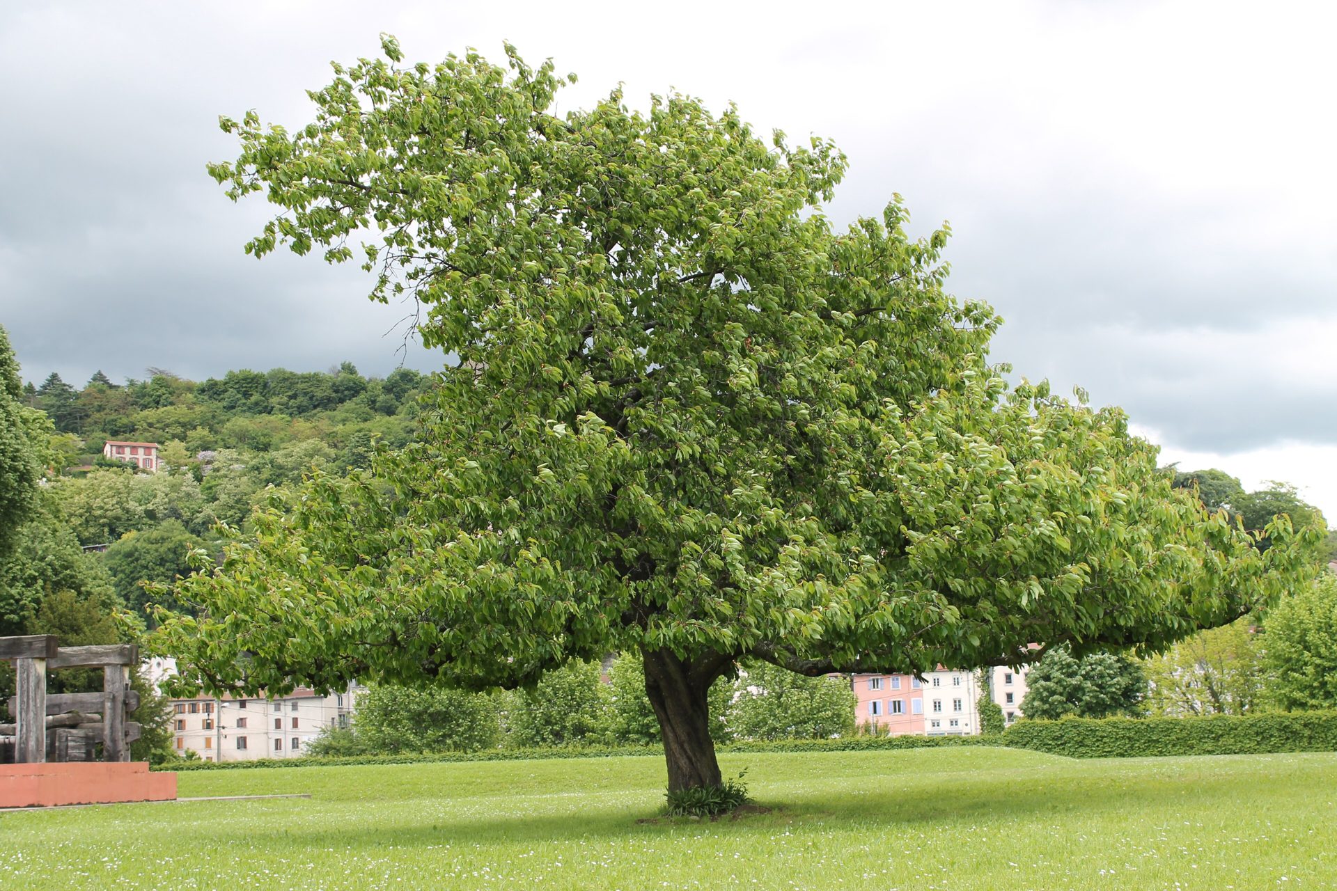 Un grand arbre isolé sur une pelouse, devant les coteaux