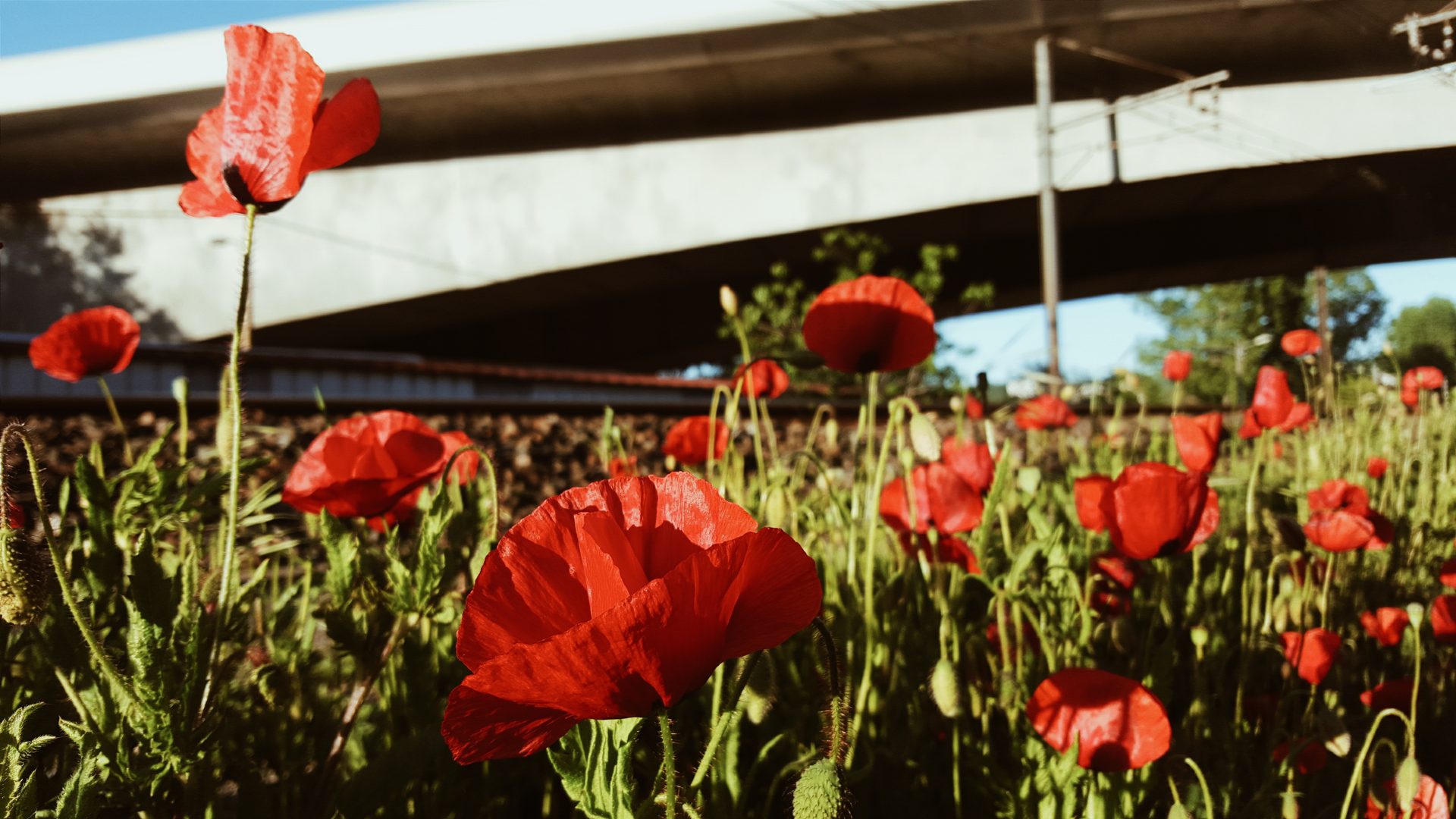 Des coquelicots rouges en fleur au bord du Rhône